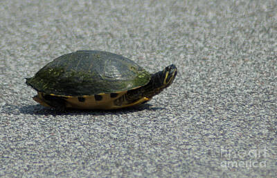 Modern Kitchen - Why Did the Turtle Cross the Road by Dale Powell