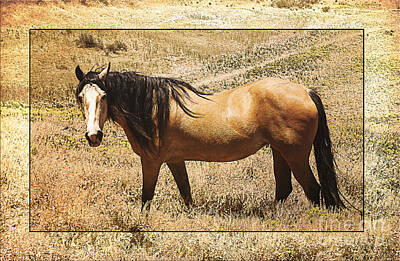 Amy Hamilton Watercolor Animals Royalty Free Images - Wild Colorado Horse Royalty-Free Image by Janice Pariza