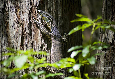 Reptiles Photo Royalty Free Images - Wild Goanna Royalty-Free Image by THP Creative