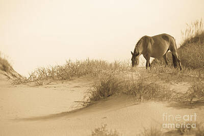 Animals Photos - Wild Horse by Diane Diederich