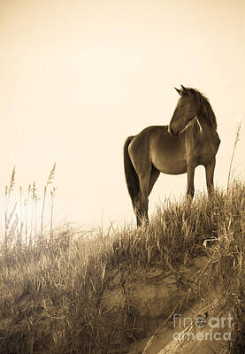 Animals Photo Rights Managed Images - Wild Horse on the Beach Royalty-Free Image by Diane Diederich