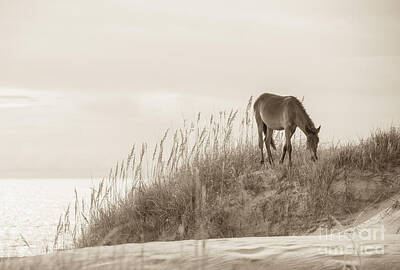 Mammals Photos - Wild Horse on the Outer Banks by Diane Diederich