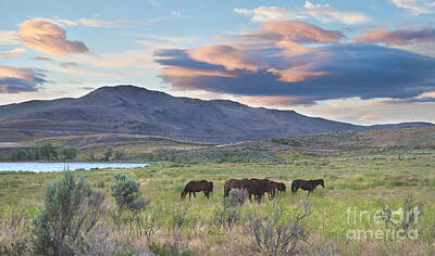 Blooming Daisies - Wild Mustangs in Nevada by Dianne Phelps