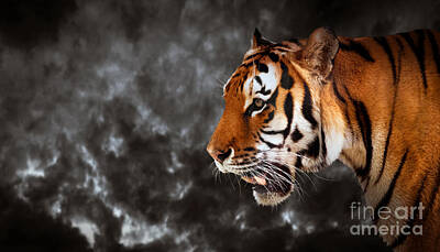 Cowboy - Wild tiger ready to hunt on cloud black background by Michal Bednarek