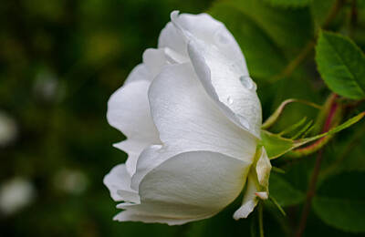 Fleetwood Mac - Wild White Rose by Jordan Blackstone