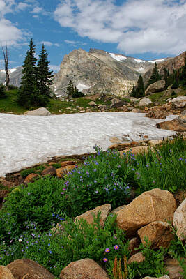 Mt Rushmore Royalty Free Images - Wildflowers in the Indian Peaks Wilderness Royalty-Free Image by Ronda Kimbrow