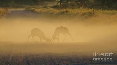 Female Outdoors - Wildlife Fight and Sunset Dust by Hermanus A Alberts