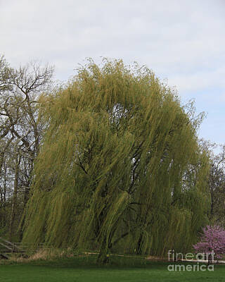 Transportation Photos - Willow Tree in Early Spring by Anne Nordhaus-Bike