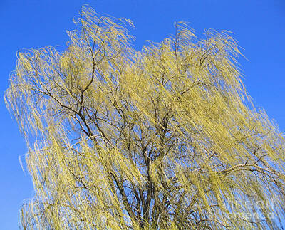 Nighttime Street Photography - Wind in a Willow by Ann Horn