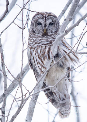 Glass Of Water Rights Managed Images - Windblown Owl Royalty-Free Image by Cheryl Baxter