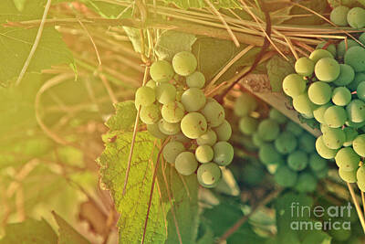 Jacob Kuch Vintage Art On Dictionary Paper Rights Managed Images - Wine Grapes Royalty-Free Image by Dan Radi