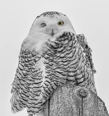Animals And Earth - Winking Snowy Owl Black and White by Thomas Young