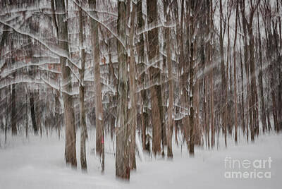 Abstract Photos - Winter forest abstract II by Elena Elisseeva