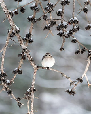 Animals Photos - Winter Mockingbird by Patrick Wolf