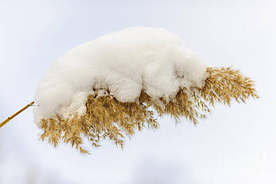 Painted Wine - Winter reed under snow by Elena Elisseeva