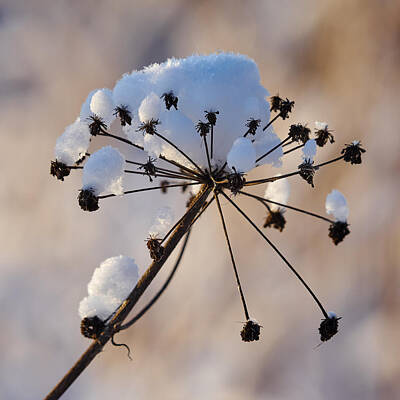 Jouko Lehto Royalty Free Images - Winter seeds Royalty-Free Image by Jouko Lehto