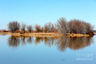 Valentines Day - Winter Trees Reflection with Blue Sky by Carol Groenen