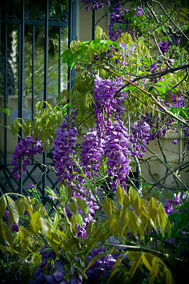 Monets Water Lilies Royalty Free Images - Wisteria at the Gate Royalty-Free Image by Lynne Jenkins