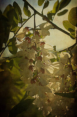 Anne Geddes Collection Rights Managed Images - Wisteria Cascade Royalty-Free Image by Terry Rowe