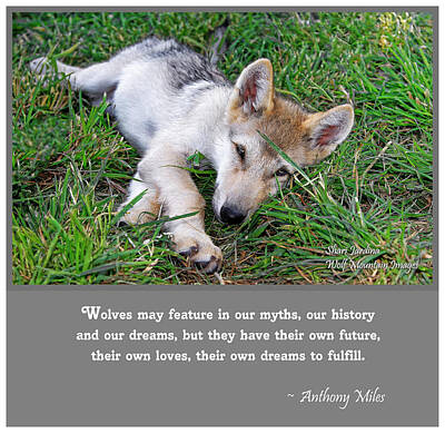 Animals Rights Managed Images - Wolf Quote II Royalty-Free Image by Shari Jardina