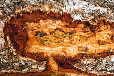 Snails And Slugs - Wood closeup - tree trunk by Matthias Hauser