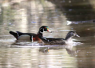 Stunning 1x Royalty Free Images - Wood Duck - 0599-7x5 Royalty-Free Image by Travis Truelove