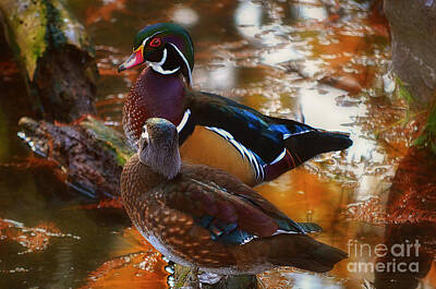 Halloween Movies - Wood Duck Mates by Peggy Franz