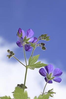 On Trend Breakfast - Woodland geranium and blue sky by Ulrich Kunst And Bettina Scheidulin