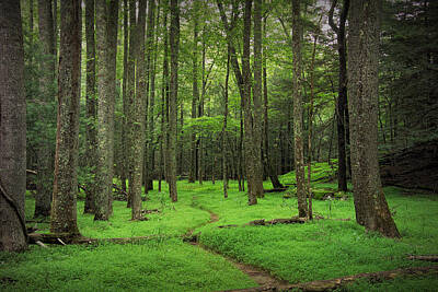 Randall Nyhof Royalty-Free and Rights-Managed Images - Woodland Path in Cades Cove by Randall Nyhof