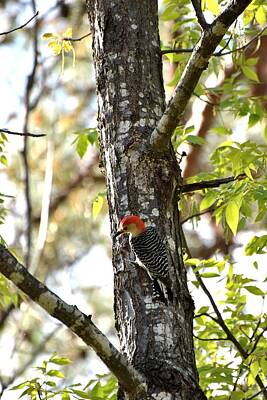 Fromage - Woodpecker 52 by Lawrence Hess