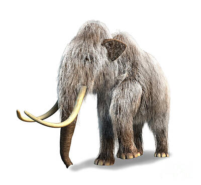 Mammals Royalty Free Images - Woolly Mammoth, White Background Royalty-Free Image by Leonello Calvetti
