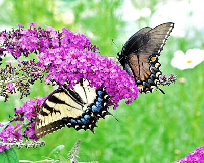 Staff Picks - Yellow and Black Swallowtail Butterflies by Kim Bemis