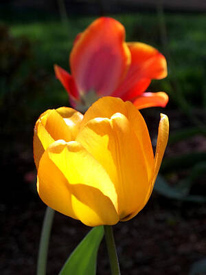Kitchen Mark Rogan Rights Managed Images - Yellow and Red Tulips Royalty-Free Image by Anne Cameron Cutri