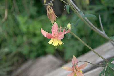 Sweet Tooth Rights Managed Images - Yellow Columbine 2 Royalty-Free Image by Frank Madia