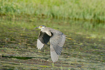 Impressionist Landscapes - Yellow-Crowned Night-Heron In Flight by Roy Williams