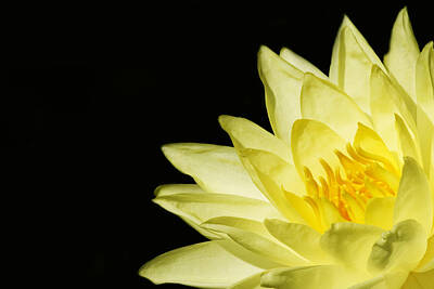 Lilies Royalty Free Images - Yellow Flames Royalty-Free Image by Rebecca Cozart
