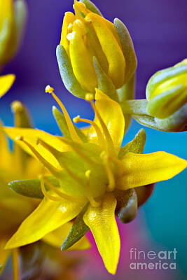 Mother And Child Animals - Yellow flower _ macro by Salvatore Chiariello