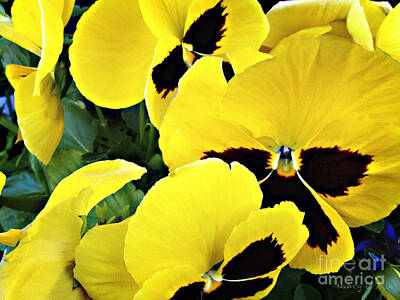 Florentius The Gardener - Yellow Flowers by Nancy Stein