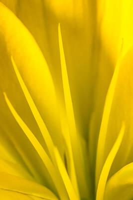 Neutrality Royalty Free Images - Yellow Glory  9062 Royalty-Free Image by Karen Celella