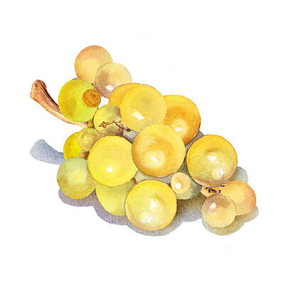 Wine Painting Rights Managed Images - Yellow Grape Royalty-Free Image by Irina Sztukowski