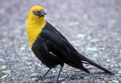Tool Paintings - 4M09157-02-Yellow Headed Blackbird by Ed  Cooper Photography