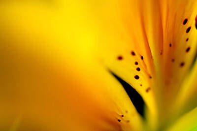 Abstract Oil Paintings Color Pattern And Texture - Yellow Infinity. Lily Macro by Jenny Rainbow