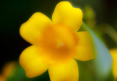 Green Grass - Yellow Jasmine I by Stephen Anderson