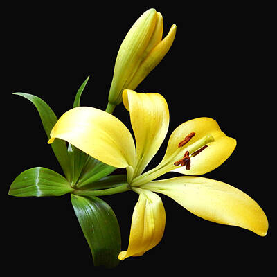Lilies Royalty-Free and Rights-Managed Images - Yellow Lily I Still Life Flower Art Poster by Lily Malor