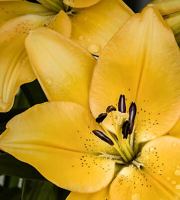 Royalty-Free and Rights-Managed Images - Yellow Lily by Scott Norris