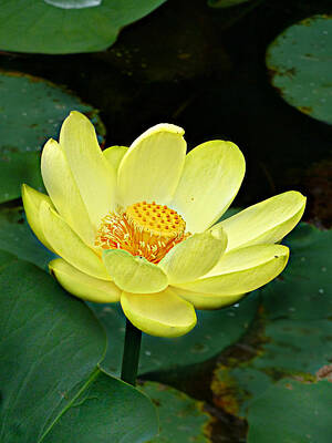 Landmarks Photo Royalty Free Images - Yellow Lotus Royalty-Free Image by William Tanneberger