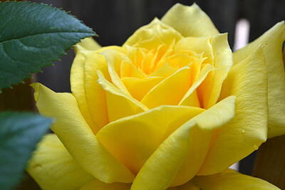 Roses Rights Managed Images - Yellow Rose ll Royalty-Free Image by Michelle Calkins