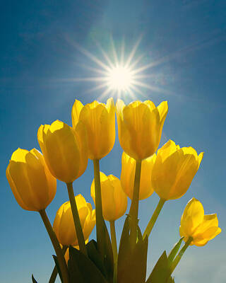 Egon Schiele - Yellow Tulips by Cactus Sun Studio