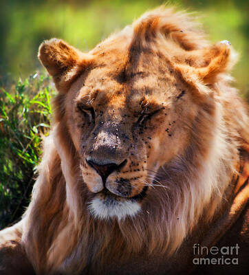 Portraits Photos - Young adult male lion portrait. Safari in Serengeti by Michal Bednarek