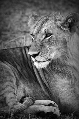 Spa Candles - Young Lion At Rest by Amanda Stadther
